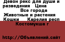 Девон рекс для души и разведения › Цена ­ 20 000 - Все города Животные и растения » Кошки   . Карелия респ.,Костомукша г.